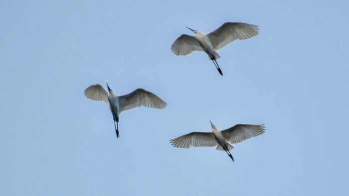 Three birds in a blue sky