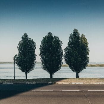 Three Trees in a row in front of an open body of water