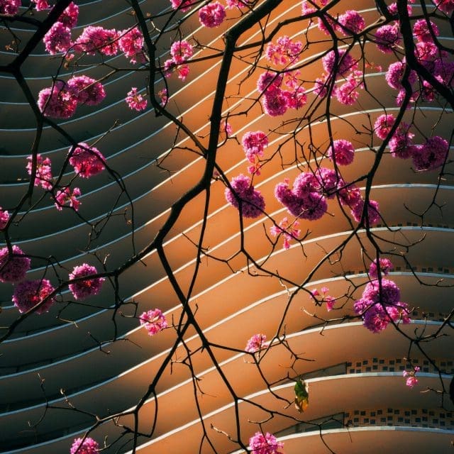 Pink blossom tree in front of modern apartment block