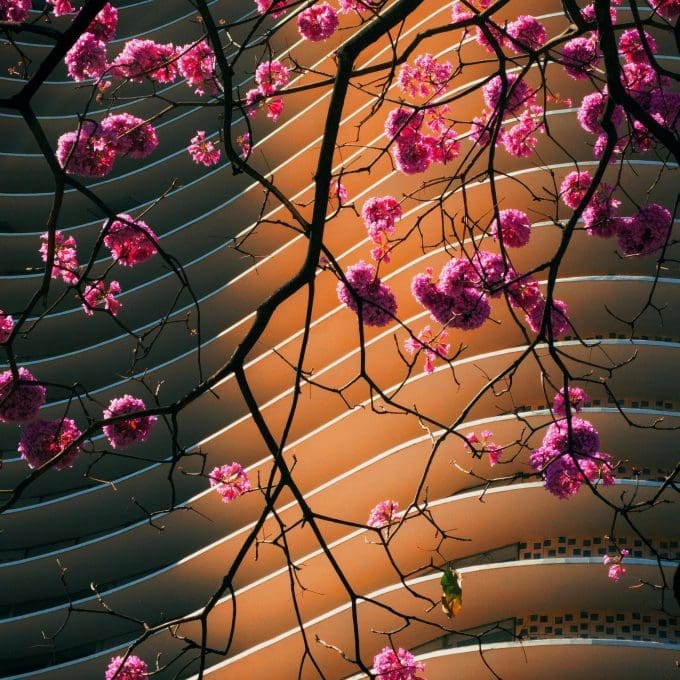 Pink blossom tree in front of modern apartment block